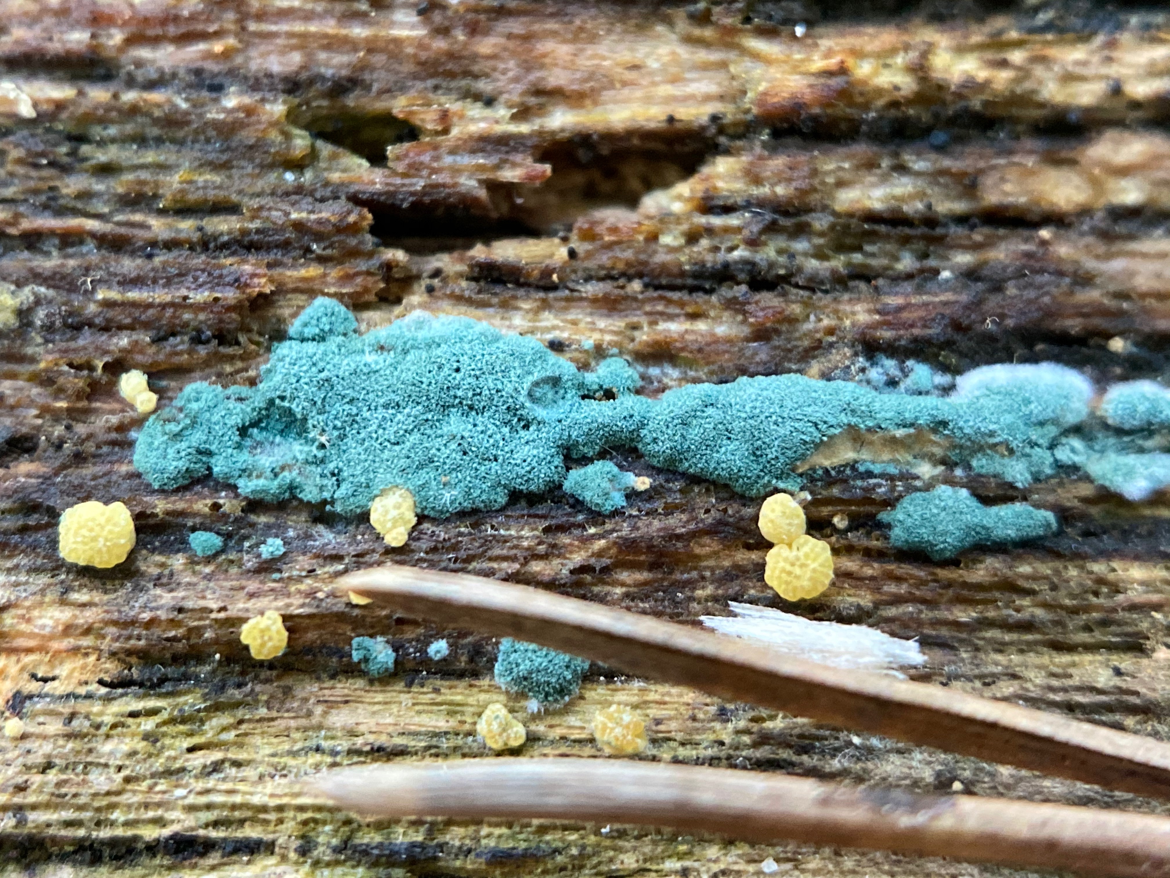 image of fungus on a log